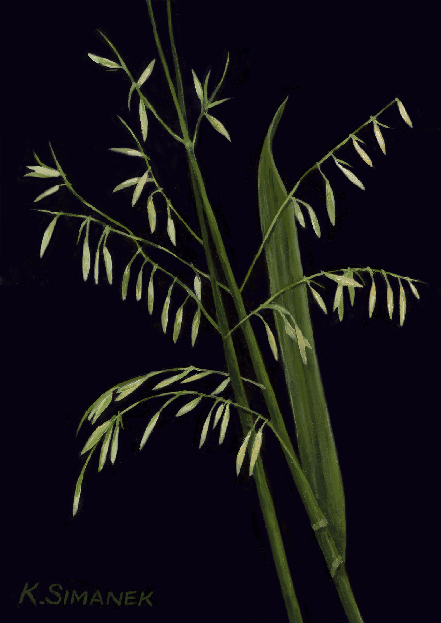 Texas wild rice | FWS.gov