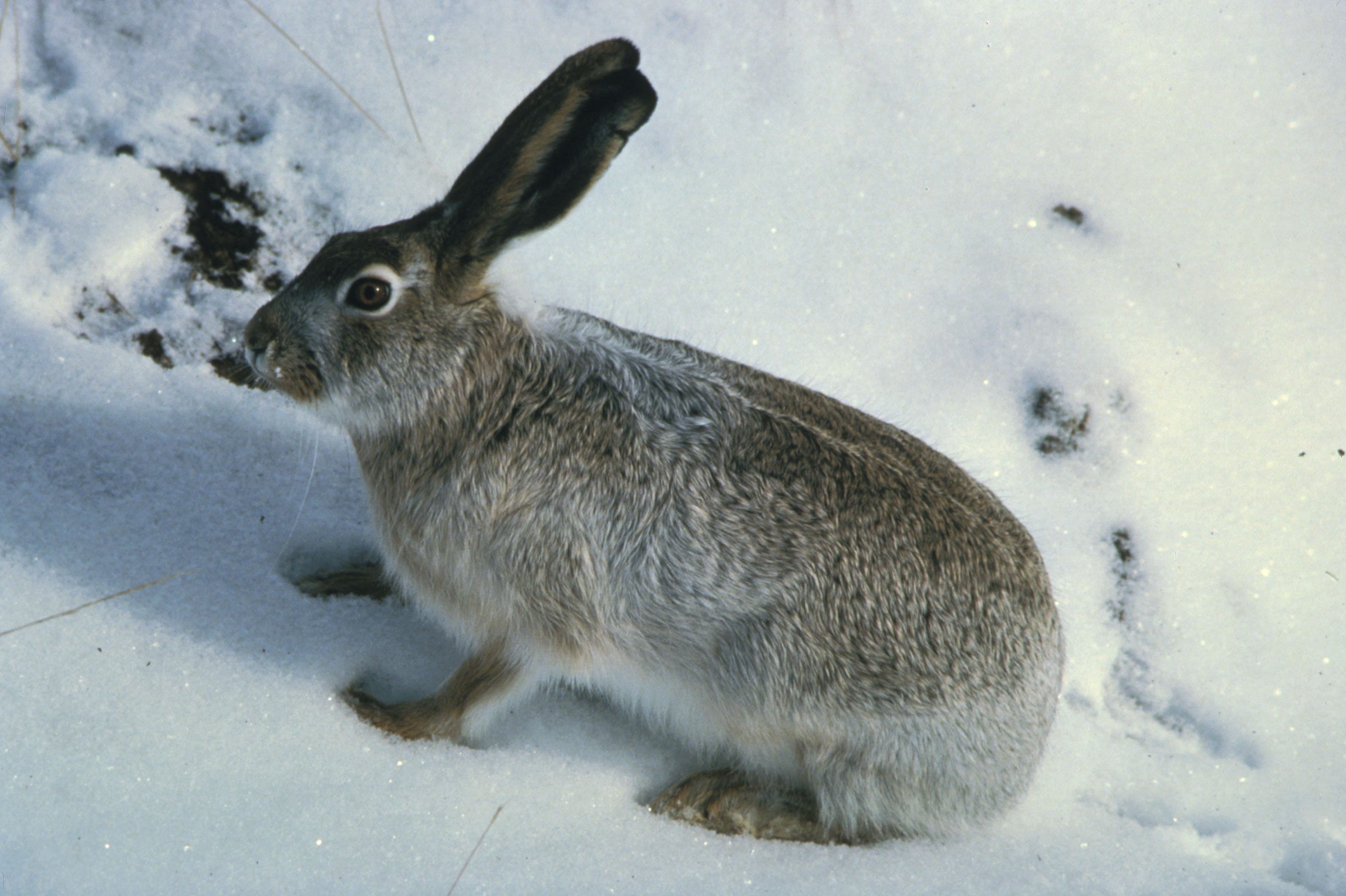 White Tailed Jackrabbit Fws Gov