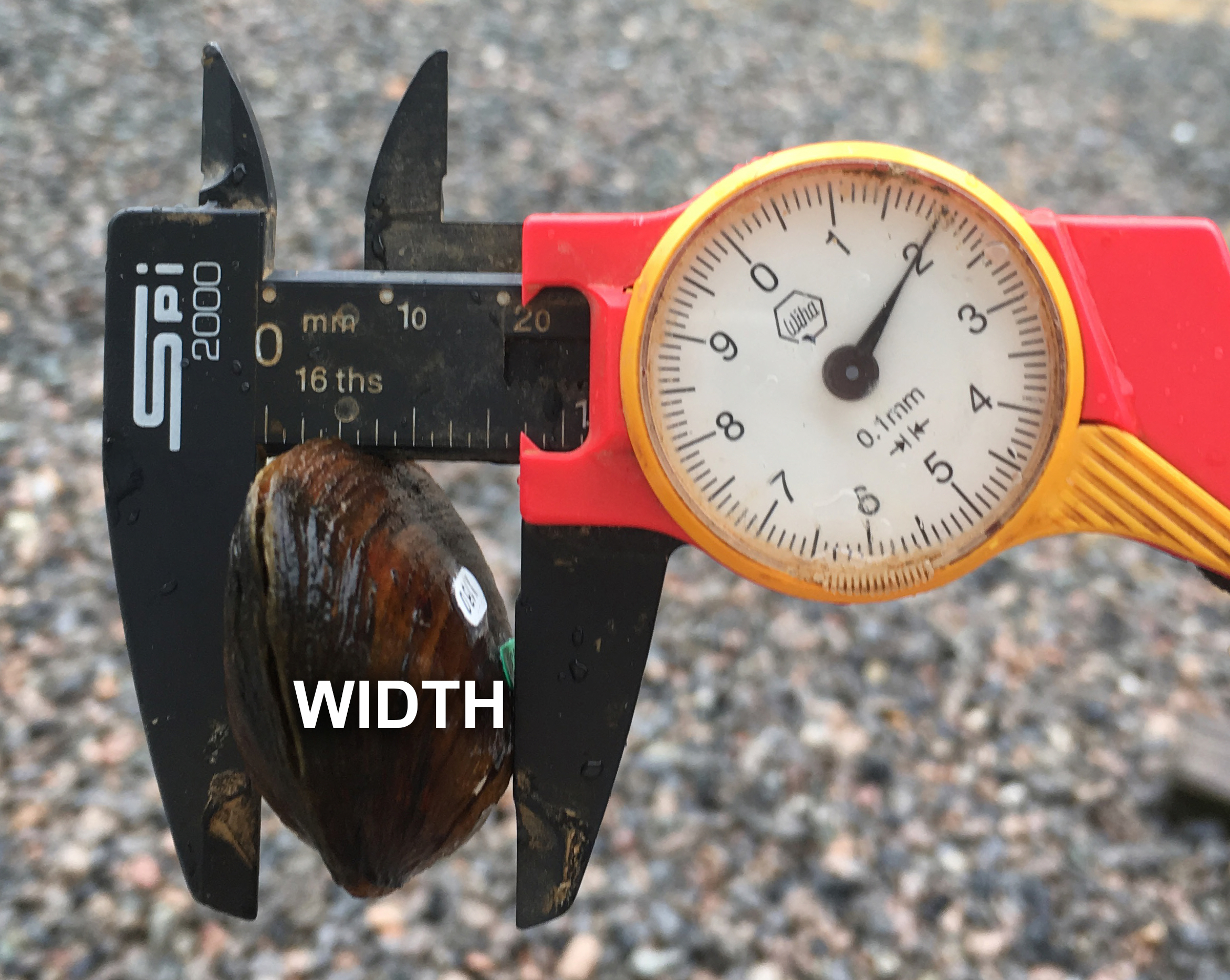 Measuring shell width | FWS.gov