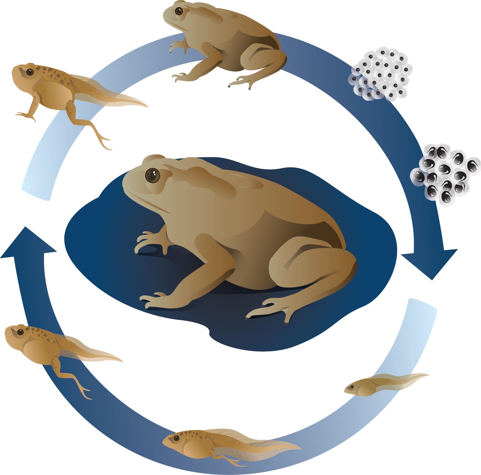 Toad Life Cycle Life Cycle Of A Frog Free Printable Book Free Toad Life Cycle Life Cycle Of A Frog Free Printable Book Free