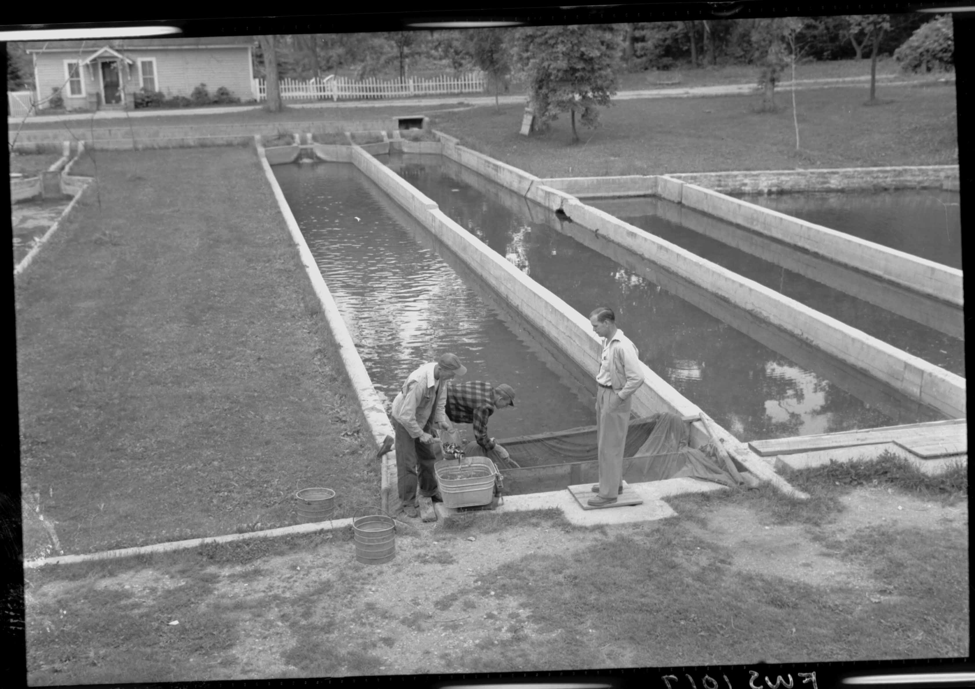 Weighing Trout at D.C. Booth Historic National Fish Hatchery, 1949 ...