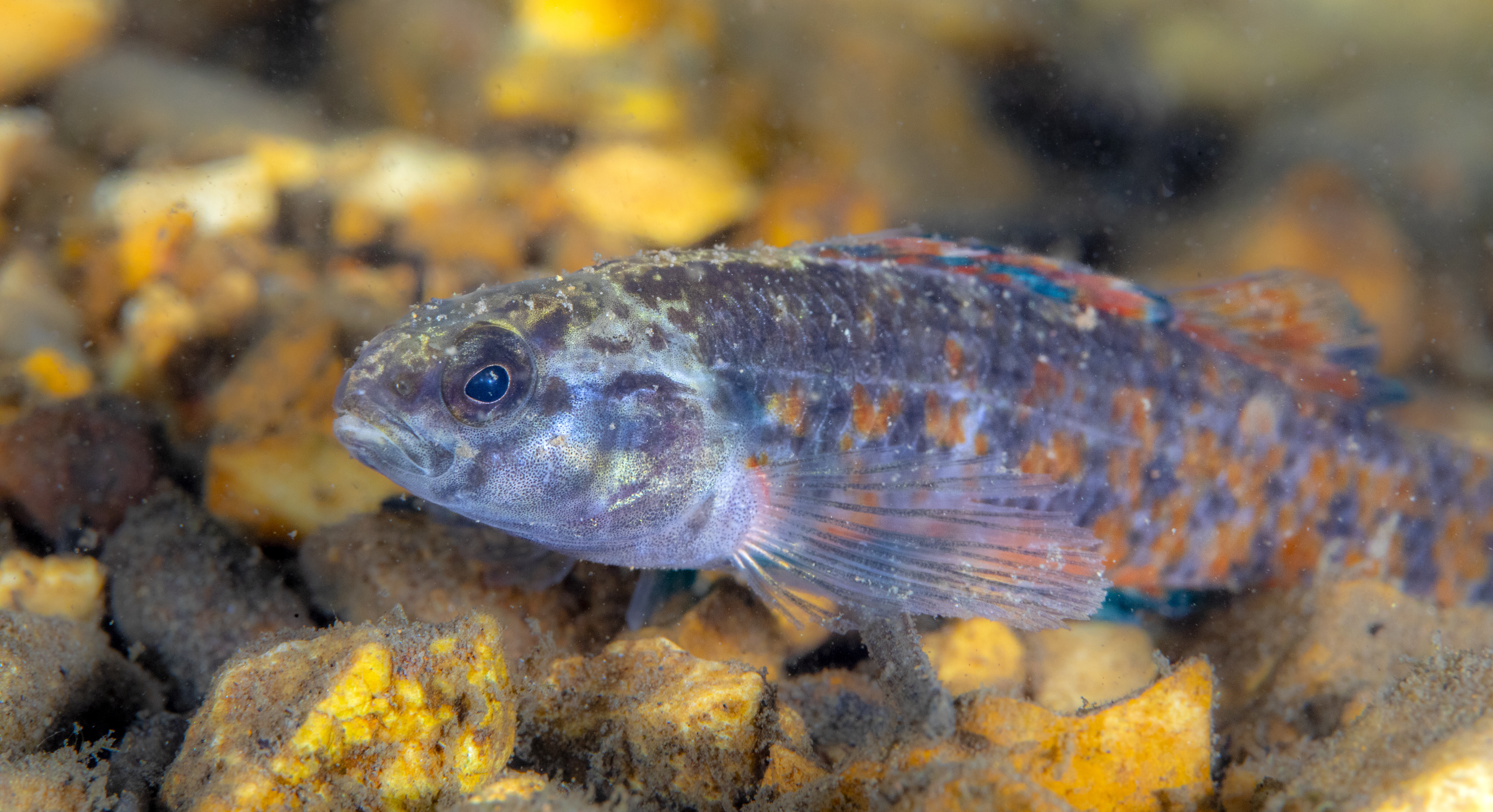 Watercress darter | FWS.gov