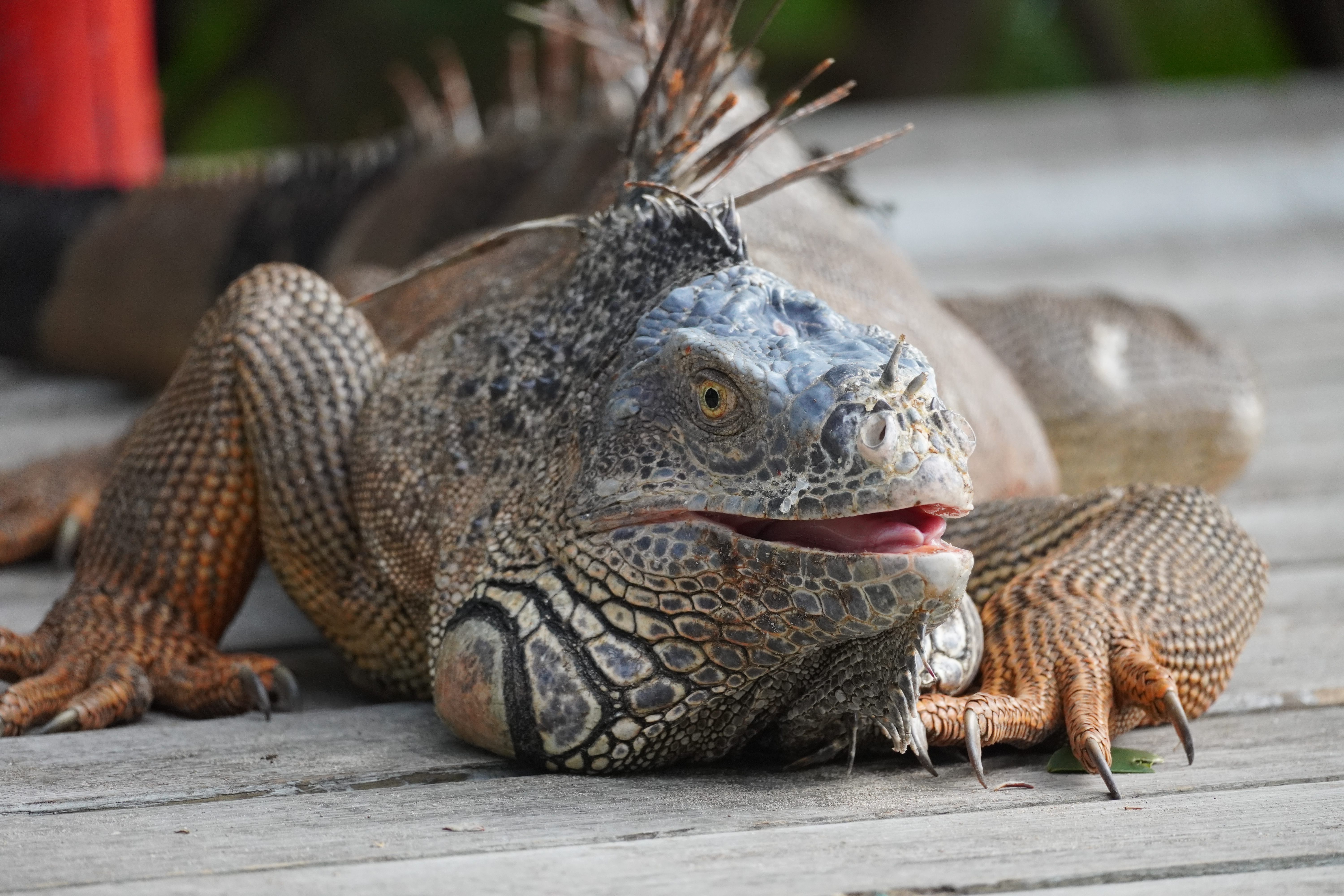 Green Iguana | FWS.gov