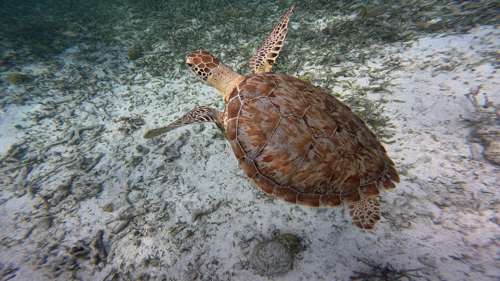 Green sea turtle swimming underwater with its flippers extended