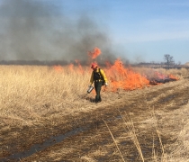 A wildland fire fighter lights a prairie on fire with a drip torch at Hensch Waterfowl Production Area