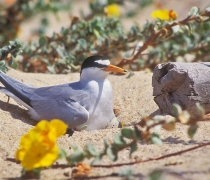 A white bird with a black band around its eyes sits in the sand among yellow flowers