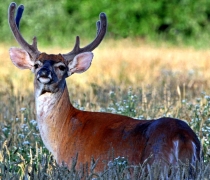 A while-tailed deer with its antlers in velvet stands in a brown tall grass field