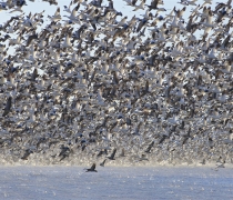 Great numbers of snow geese lift off into flight in the afternoon at Loess Bluffs National Wildlife Refuge.