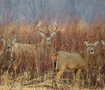 Four tan deer, one male with antlers, peering out from a field of brown grasses and other vegetation