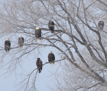 Eight bald eagles perched in a tree under an overcast winter sky