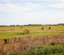 J. Clark Salyer National Wildlife Refuge hayed field. 