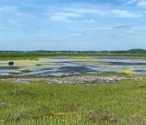 a vast wetland with water moving through marsh grasses