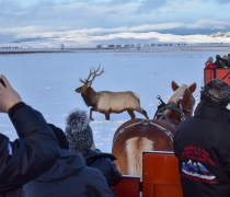 People taking photos of an elk in winter from a sleigh ride