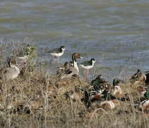 A flock of 20 birds of varying species stand at the edge of the water surrounded by brown vegetation