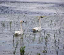 A pair of trumpeter swans on a wetland at Union Slough National Wildlife Refuge