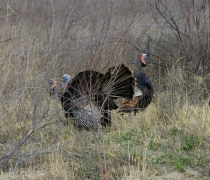 Turkeys strutting at Ouray NWR