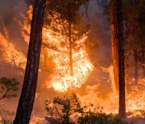 A wildfire burns large trees