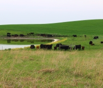 Black cattle grazing on a prairie around a wetland
