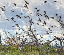 A flock of tree swallows soar over sparse winter shrubs