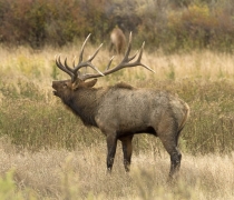 Bull elk in grass with mouth open bugling