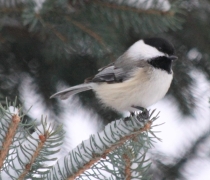 Black-capped chickadee on a snowy evergreen branch