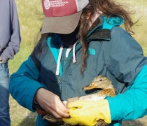 Kelly Kaye, American Conservation Experience (ACE) Intern Biological Science Technician banding a recently captured wild Mallard duck.
