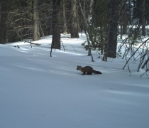 A pacific marten crosses the snow in the forest