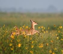 A deer fawn prances through a field of sunflowers.