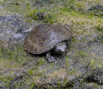 Flattened musk turtle on a moss covered rock