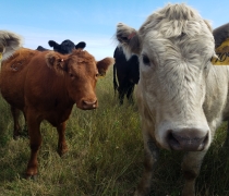 Cows examine the camera while standing in a grassland