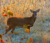 A white-tailed deer standing in a frosty field of grass looking straight at the camera