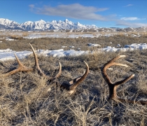 Set of antlers in field with distant snowy mountains