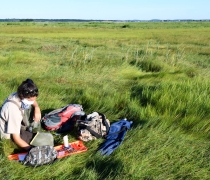 A refuge biologist doing salt marsh sparrow work in a salt marsh at Parker River NWR.