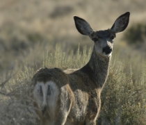 close up of mule deer doe standing in green sagebrush habitat  