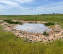 a vernal pool is surrounded by green grass in a former pasture