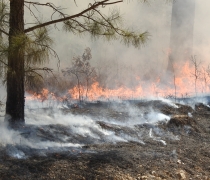 Smoke rolling off black, burned grass. Fire is still burning in the background. A pine tree is to the left.
