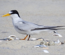 A small tern with two eggs on a beach
