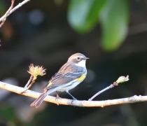 An image of a yellow-rumped warbler sitting on a tree branch.
