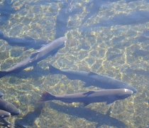 spring Chinook salmon adults