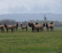 A herd of Roosevelt elk standing in an agricultural field at William L. Finley National Wildlife Refuge