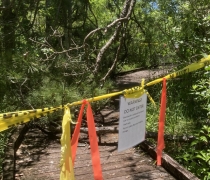 Tree fallen across boardwalk yellow and orange caution tape is stretched across path