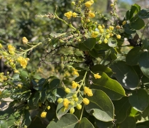 A plant with small yellow flowers