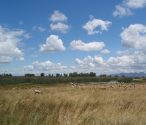 sheep grazing in tall grasses with bulrush and pond in background