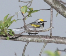 A grey bird with yellow patches sits on a tree branch