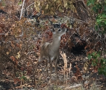 Deer standing in wooded area after a prescribed burn