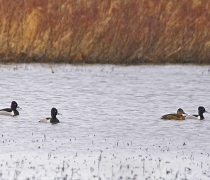 Ducks on the water at Eufaula National Wildlife Refuge