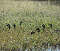 Seven geese heads poking out of wetland plants 