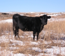 Cow grazing on USFWS land.