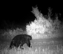 Trail camera night photo of black bear walk on dirt road.