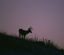 Silhouette of white-tailed deer buck 